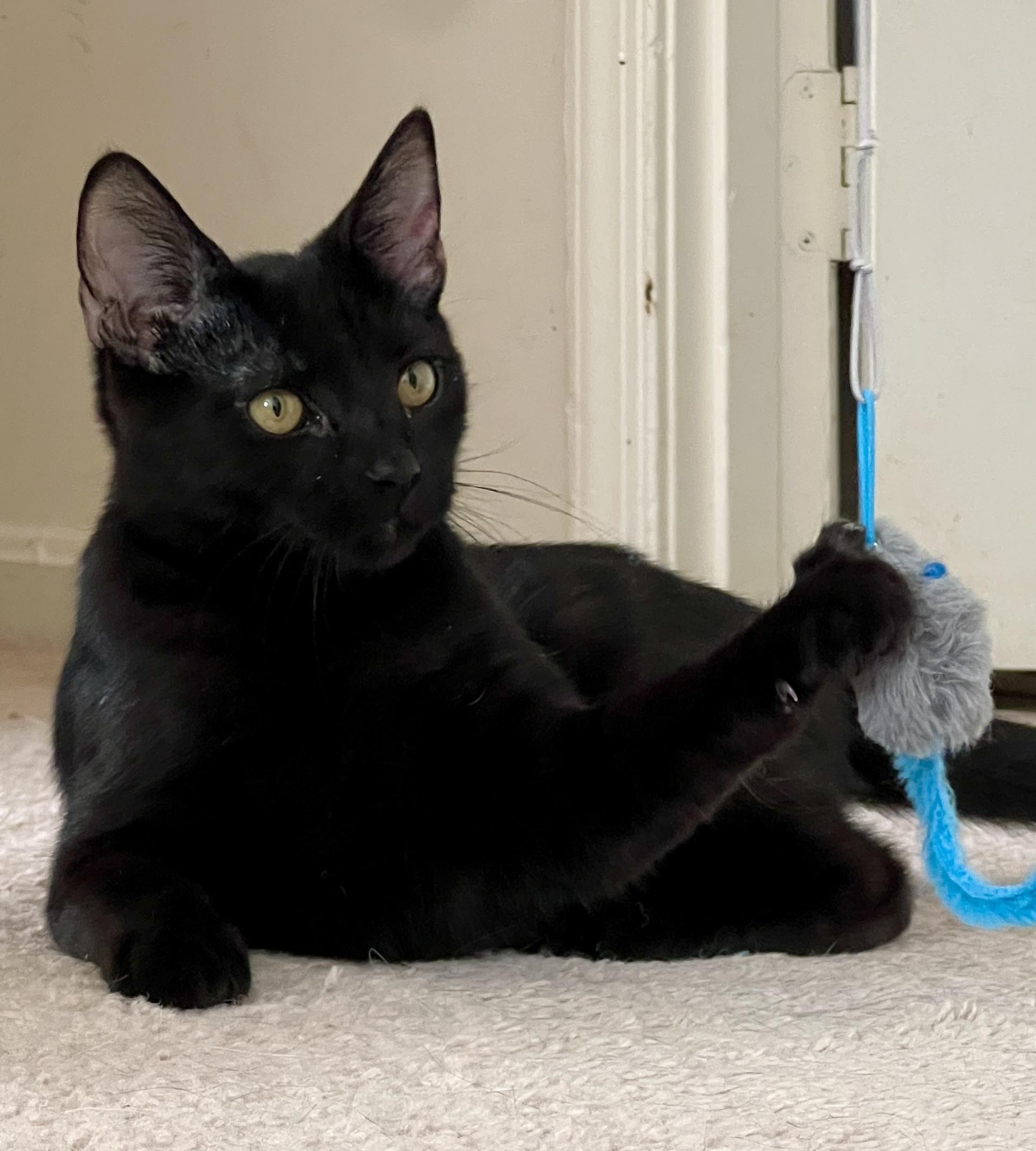 Dancer and Prancer, an adopted Domestic Short Hair in Fairfax, VA image 2/6