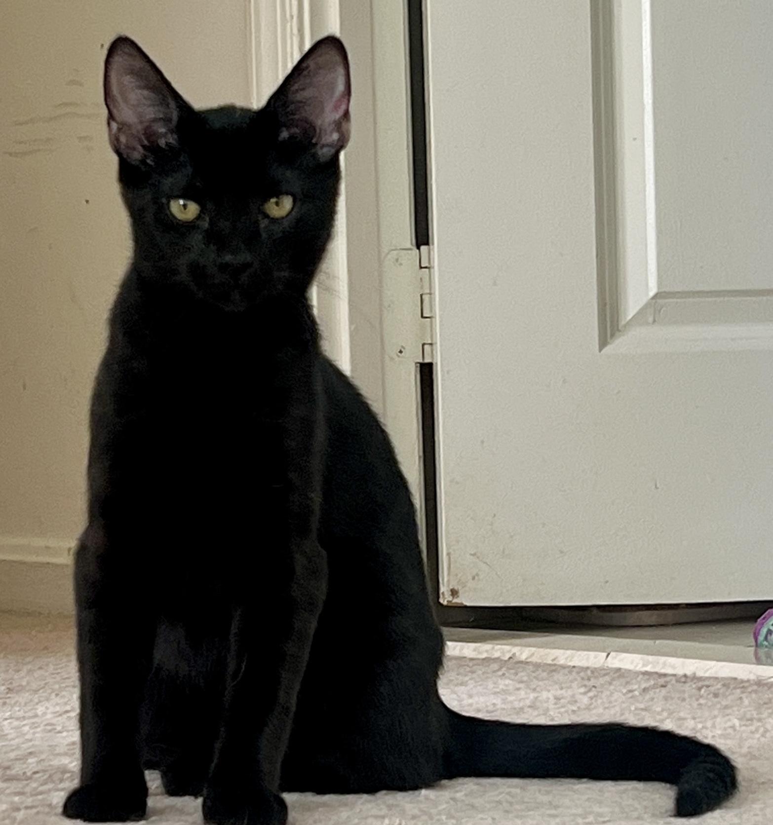 Dancer and Prancer, an adopted Domestic Short Hair in Fairfax, VA image 4/6