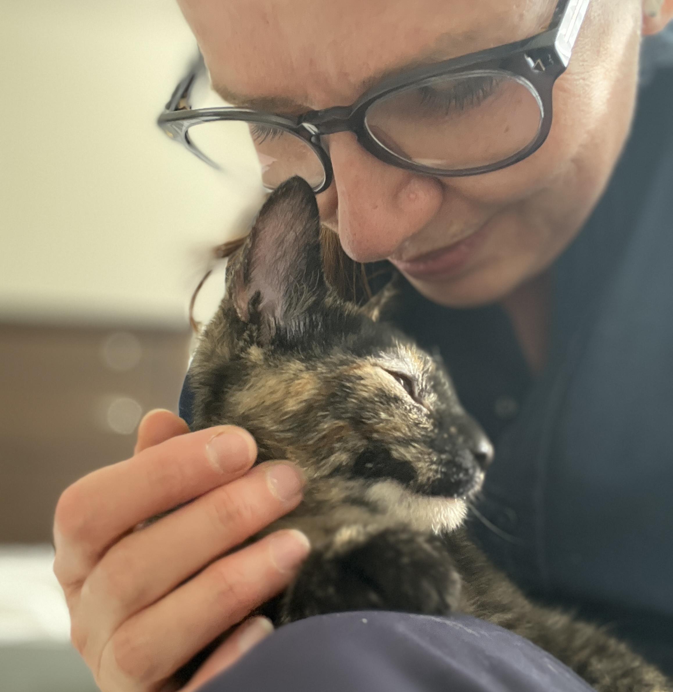 Dancer and Prancer, adopted, Young Female Domestic Short Hair.