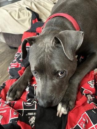 DINO, Adoptable, Adult Male Pit Bull Terrier & Mixed Breed.