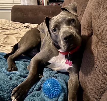 DINO, Adoptable, Adult Male Pit Bull Terrier & Mixed Breed.