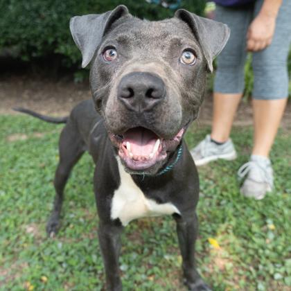 Enlarge DINO, a Adoptable mixed breed in Atlanta, GA image 2/3