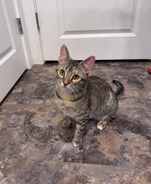Enlarge Londa, a Adoptable mixed breed in Pawtucket, RI image 2/6