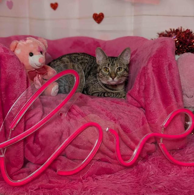 Enlarge Londa, a Adoptable mixed breed in Pawtucket, RI image 4/6