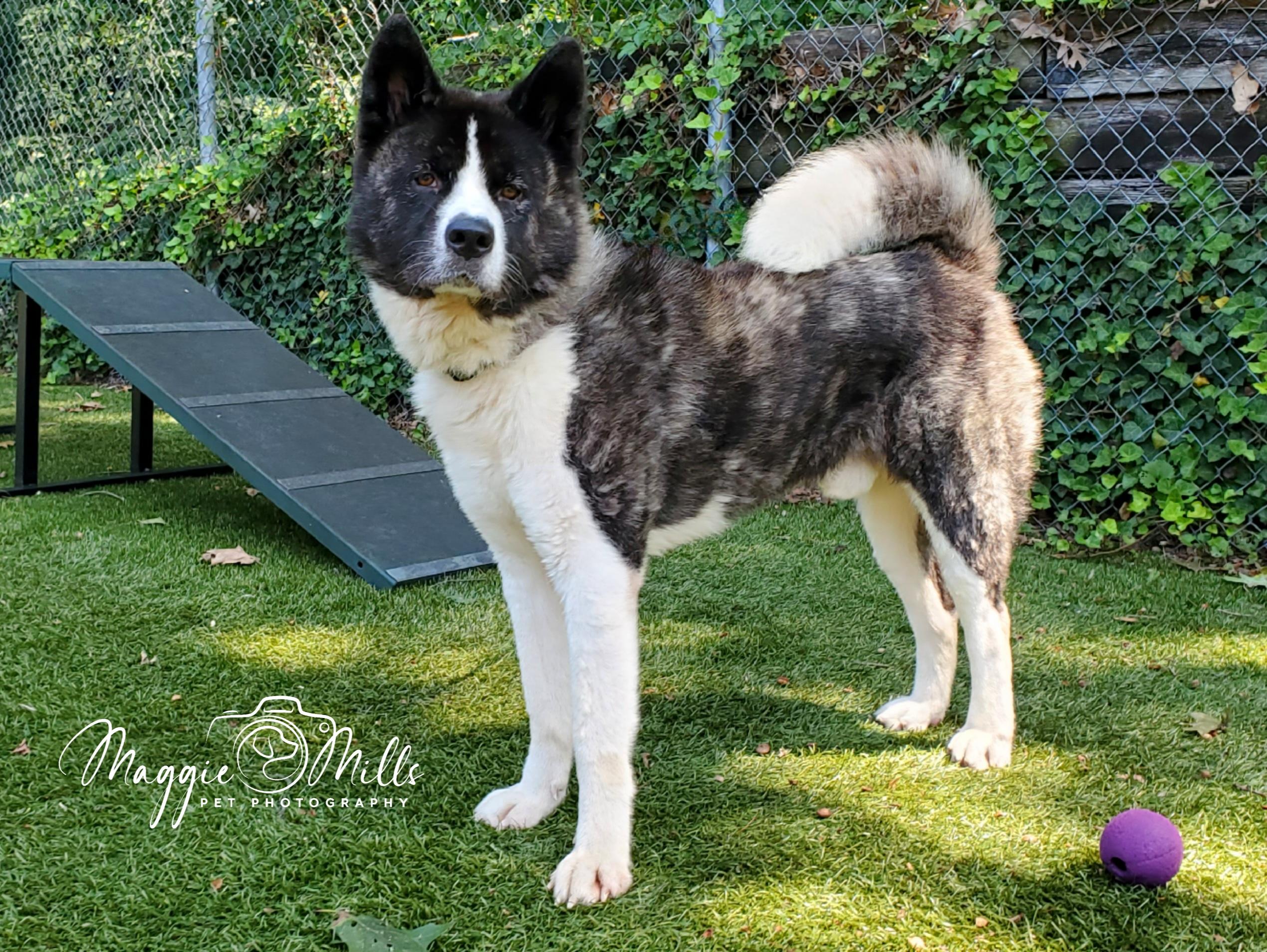 Kuma