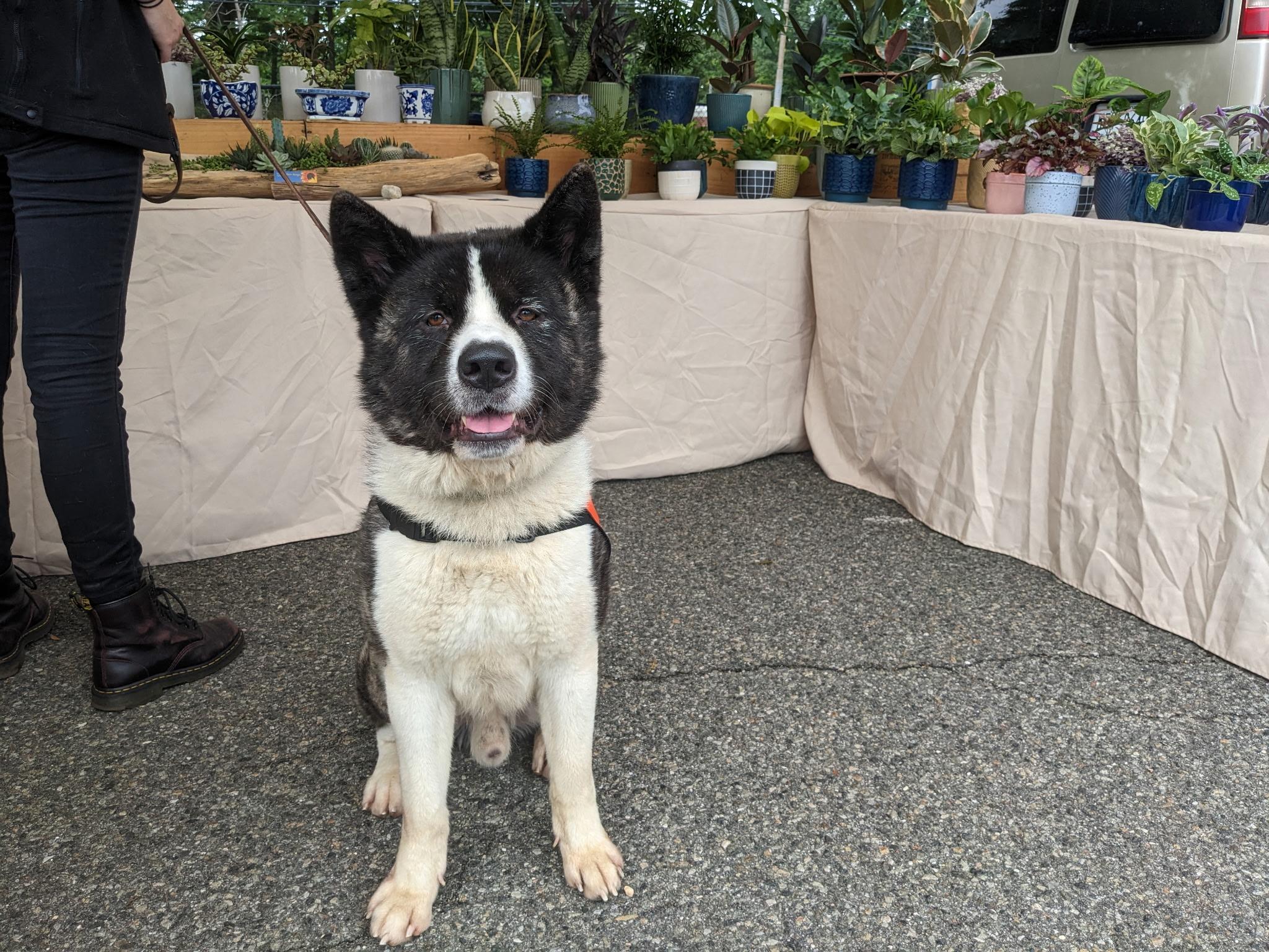 Kuma