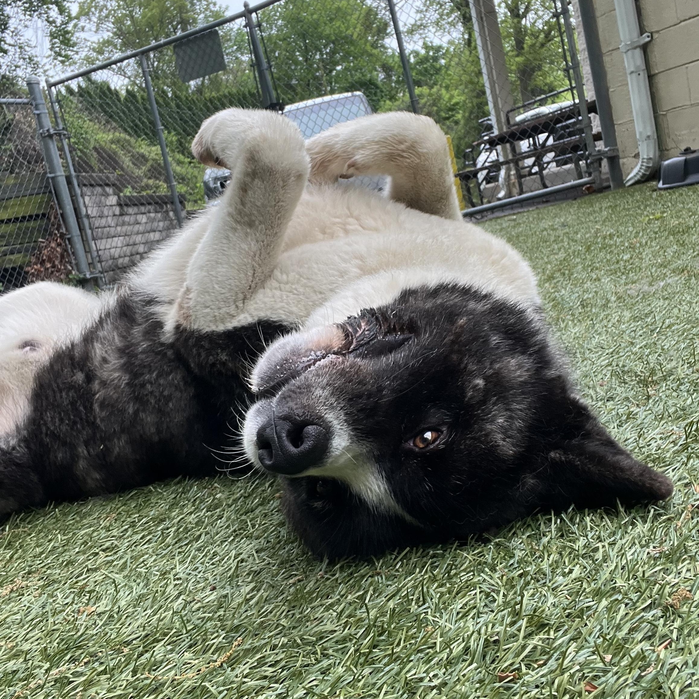 Kuma photo 4