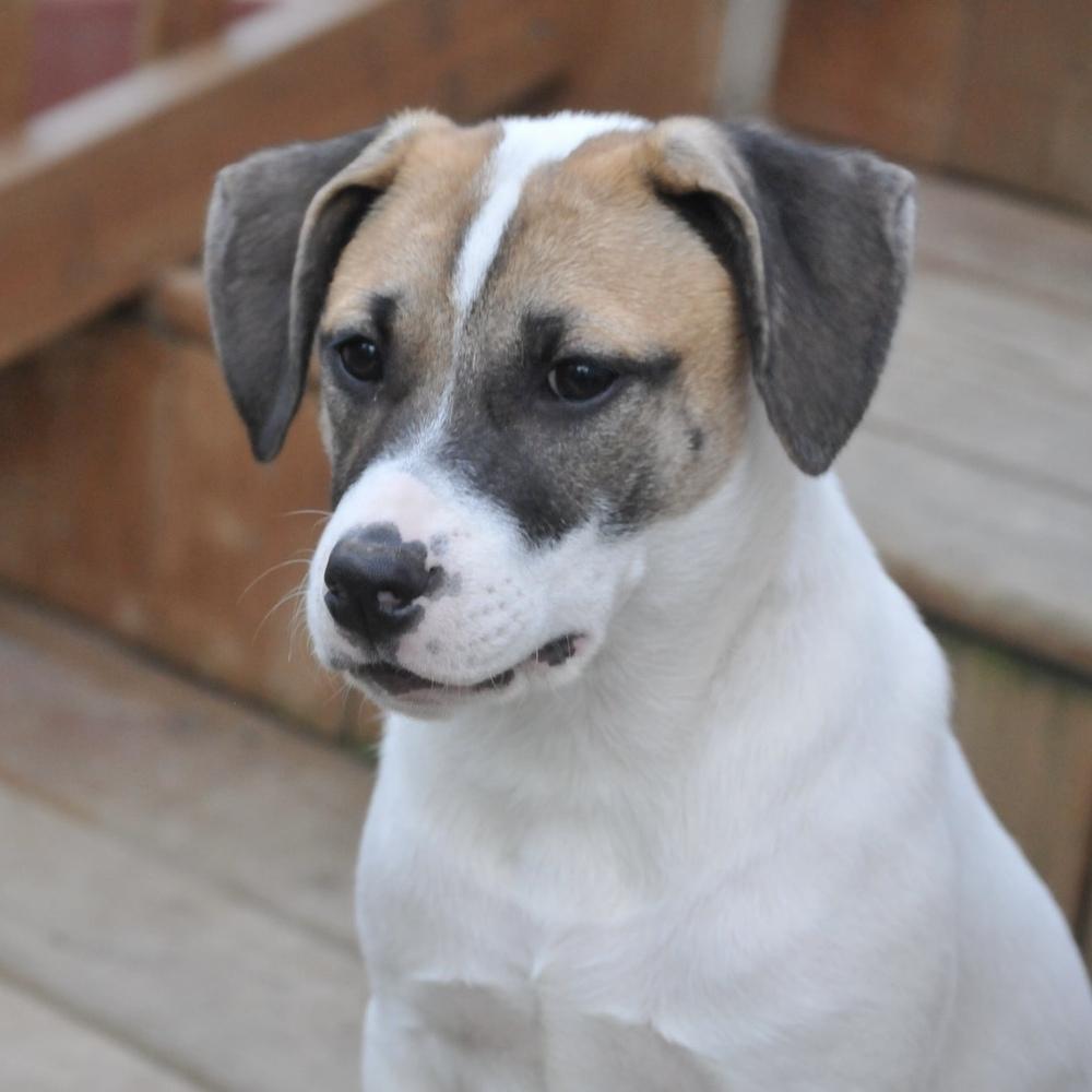 Rosemary (Baking & Spices), Adoptable, Puppy Female Mixed Breed.