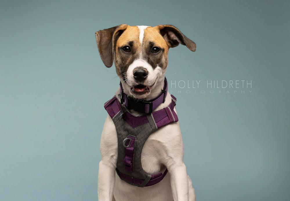Rosemary (Baking & Spices), Adoptable, Puppy Female Mixed Breed.