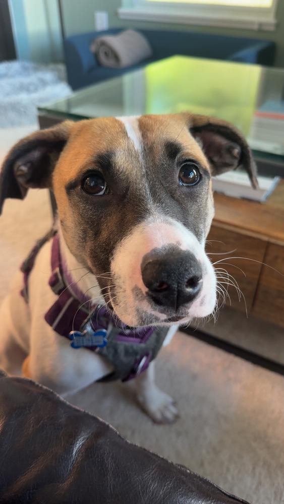 Rosemary (Baking & Spices), a Adoptable mixed breed in New Albany, OH image 2/6