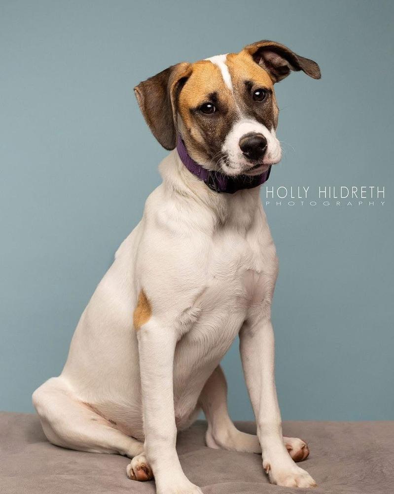 Rosemary (Baking & Spices), a Adoptable mixed breed in New Albany, OH image 2/4