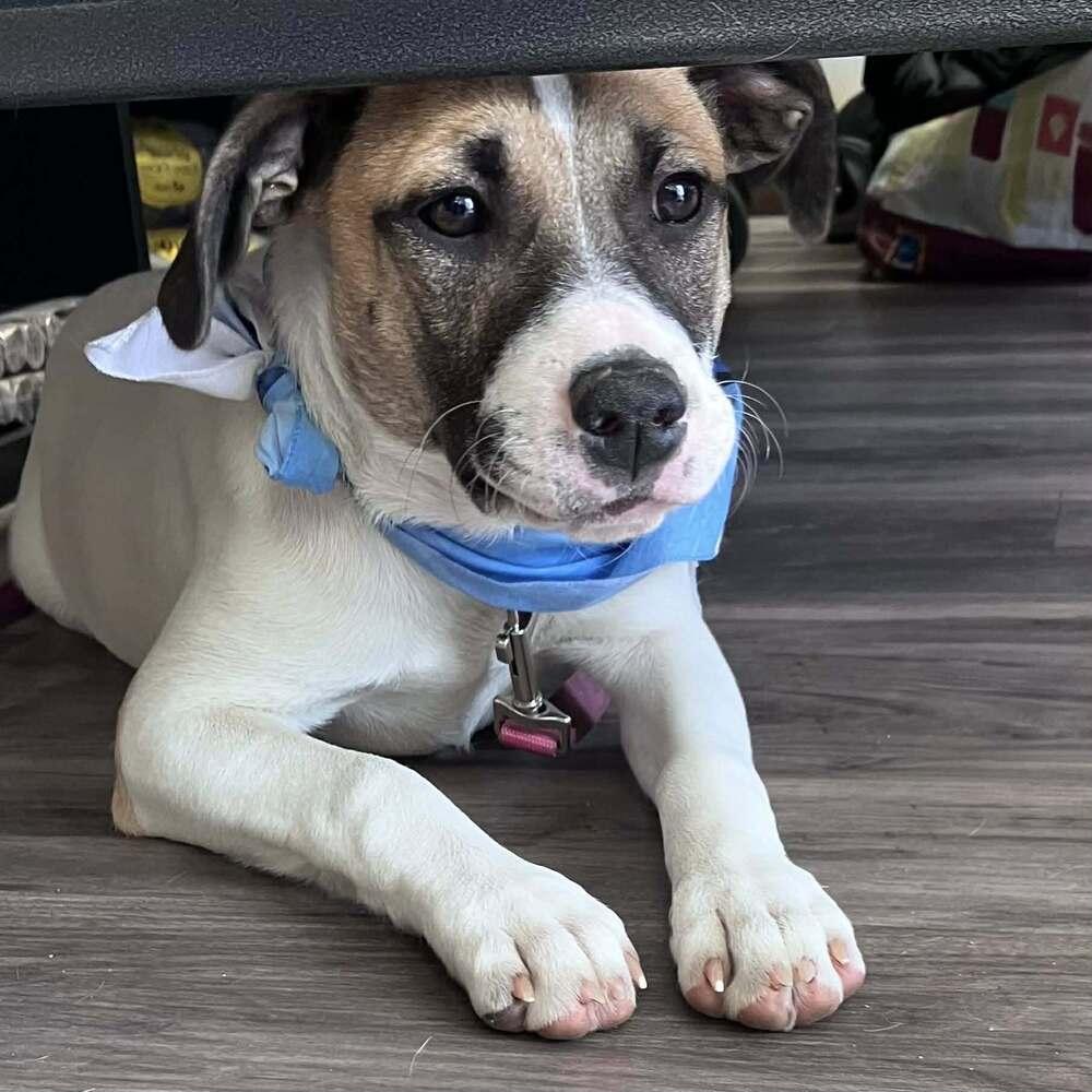 Enlarge Rosemary (Baking & Spices), a Adoptable mixed breed in New Albany, OH image 2/5