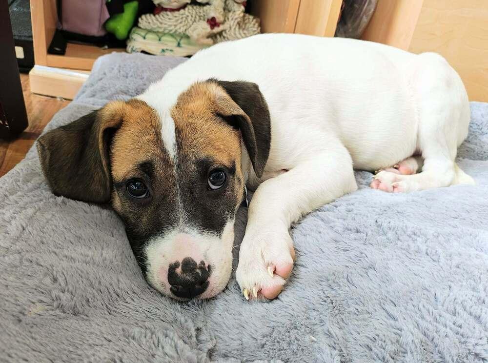 Enlarge Rosemary (Baking & Spices), a Adoptable mixed breed in New Albany, OH image 3/5