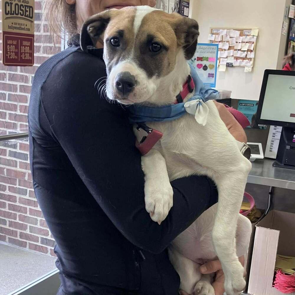Enlarge Rosemary (Baking & Spices), a Adoptable mixed breed in New Albany, OH image 4/5