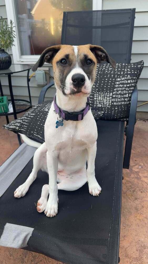 Rosemary (Baking & Spices), a Adoptable mixed breed in New Albany, OH image 3/4