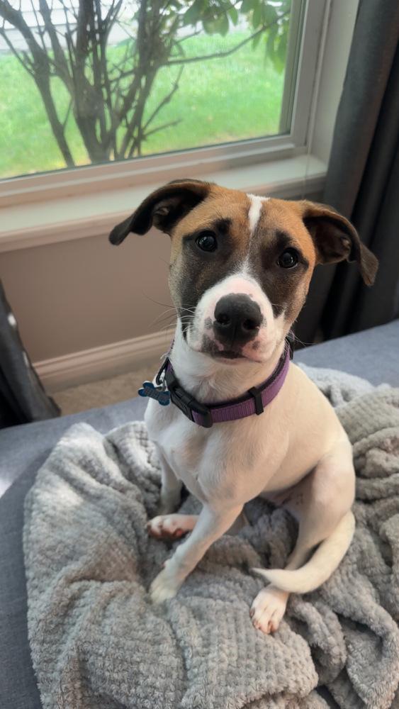 Rosemary (Baking & Spices), a Adoptable mixed breed in New Albany, OH image 3/6
