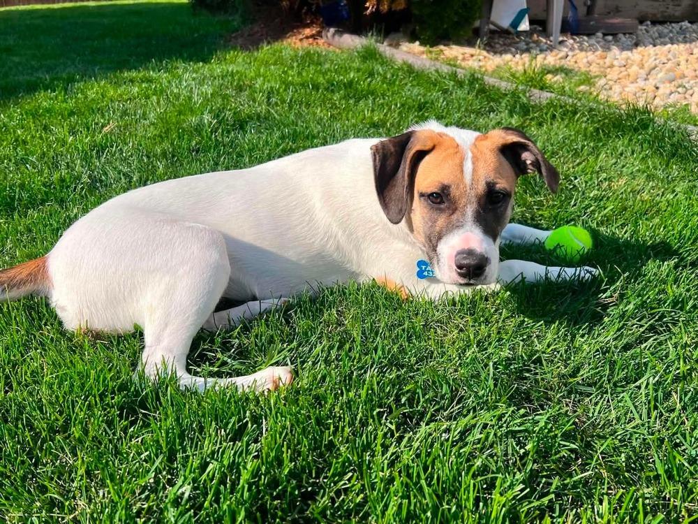 Enlarge Rosemary (Baking & Spices), a Adoptable mixed breed in New Albany, OH image 5/6