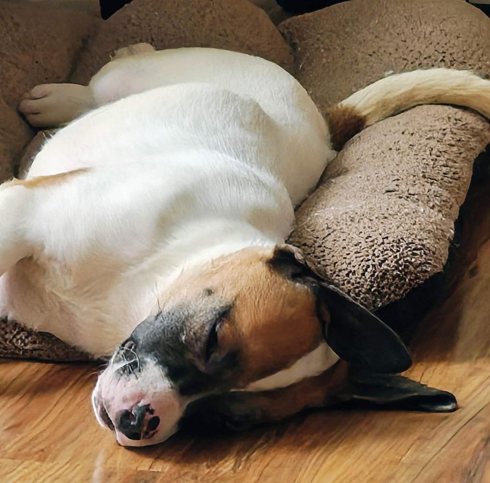 Rosemary (Baking & Spices), a Adoptable mixed breed in New Albany, OH image 1/3