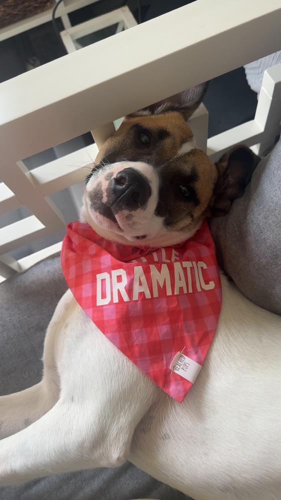 Rosemary (Baking & Spices), a Adoptable mixed breed in New Albany, OH image 4/6