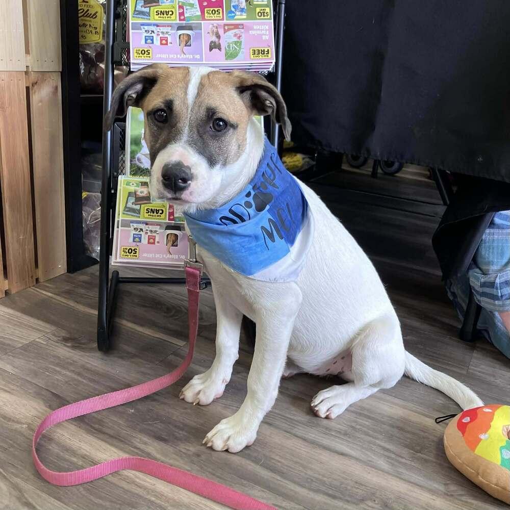 Enlarge Rosemary (Baking & Spices), a Adoptable mixed breed in New Albany, OH image 5/5