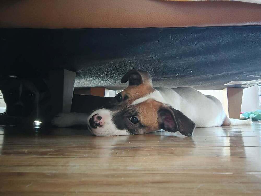 Rosemary (Baking & Spices), a Adoptable mixed breed in New Albany, OH image 2/3