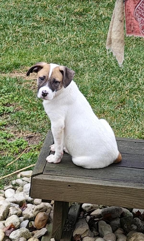 Rosemary (Baking & Spices), a Adoptable mixed breed in New Albany, OH image 3/3