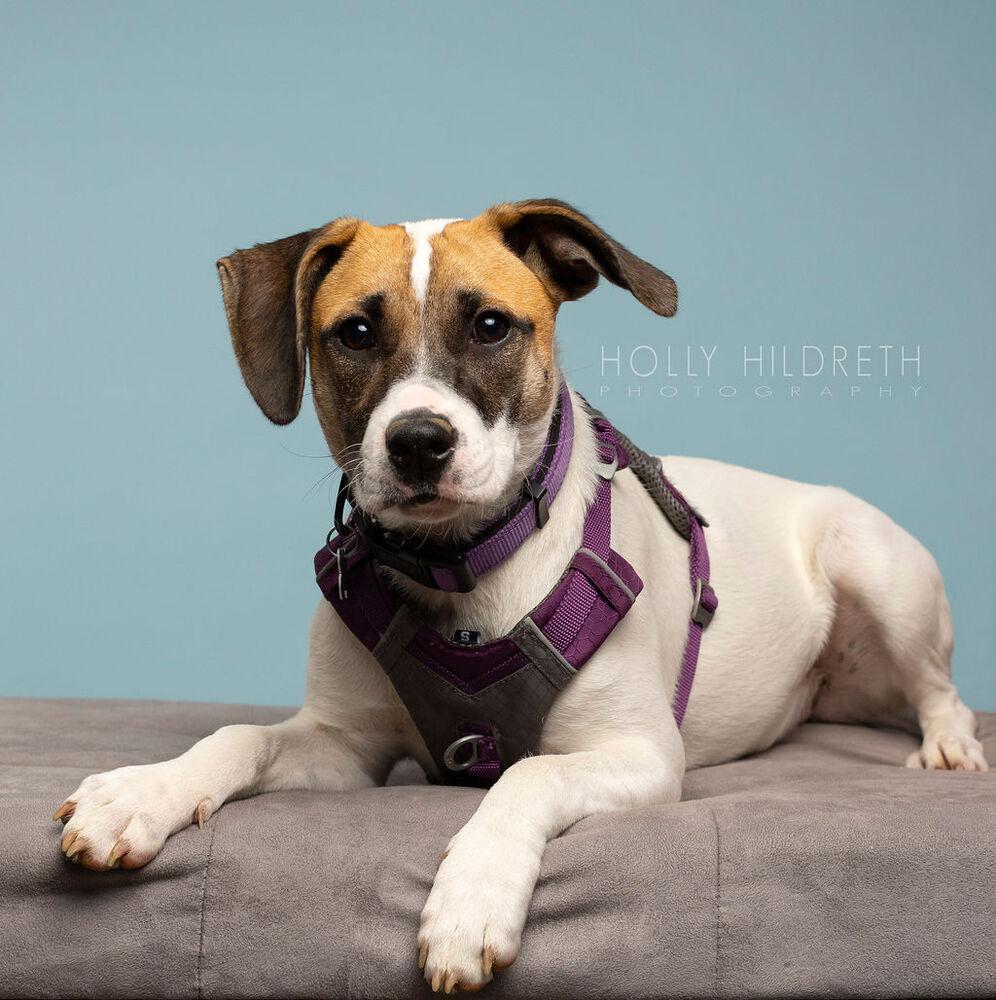 Rosemary (Baking & Spices), a Adoptable mixed breed in New Albany, OH image 5/6