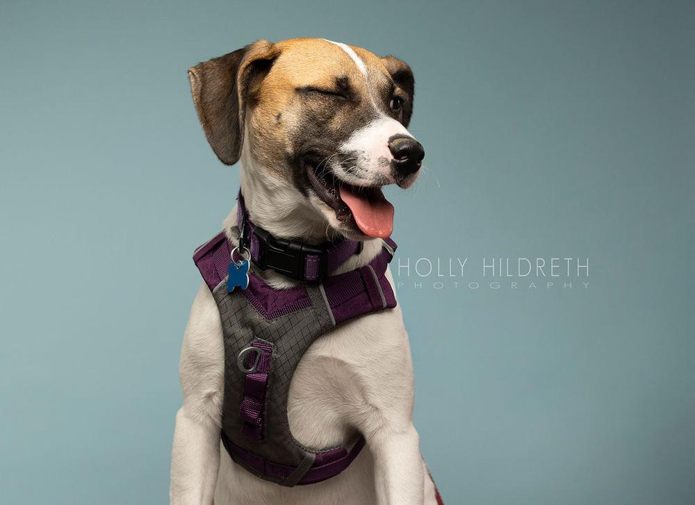 Rosemary (Baking & Spices), a Adoptable mixed breed in New Albany, OH image 6/6