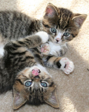 Enlarge Be a Foster Parent!, a Adoptable mixed breed in Sykesville, MD image 1/2