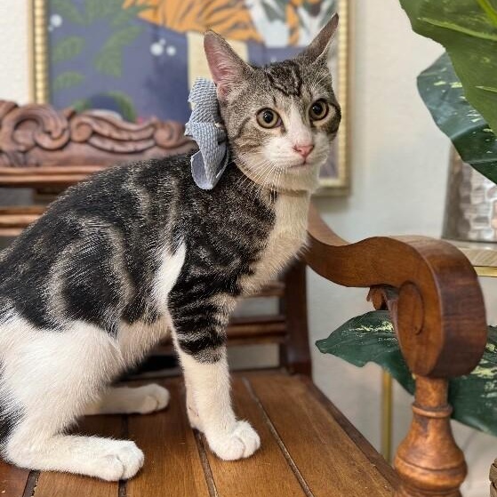 Bo Boon — thumbnail 5