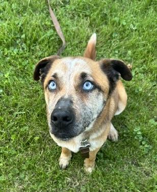 Enlarge Pumpkin Muffin, a ADOPTABLE mixed breed in Aurora, IL image 5/6