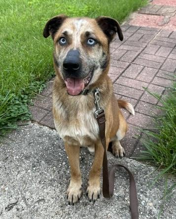 Enlarge Pumpkin Muffin, a ADOPTABLE mixed breed in Aurora, IL image 2/6