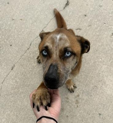 Enlarge Pumpkin Muffin, a ADOPTABLE mixed breed in Aurora, IL image 3/6