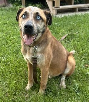 Enlarge Pumpkin Muffin, a ADOPTABLE mixed breed in Aurora, IL image 1/6
