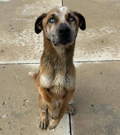 Enlarge Pumpkin Muffin, a ADOPTABLE mixed breed in Aurora, IL image 4/6