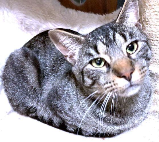 Enlarge Marvin, a Adoptable Tabby in Rutherfordton, NC image 2/3