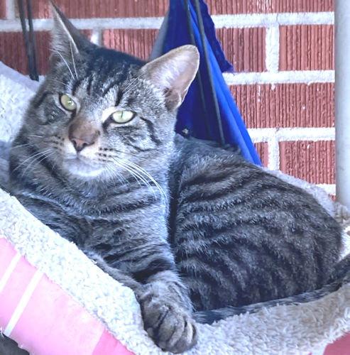 Marvin, Adoptable, Young Male Tabby.