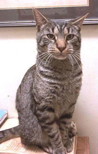 Enlarge Marvin, a Adoptable Tabby in Rutherfordton, NC image 3/3