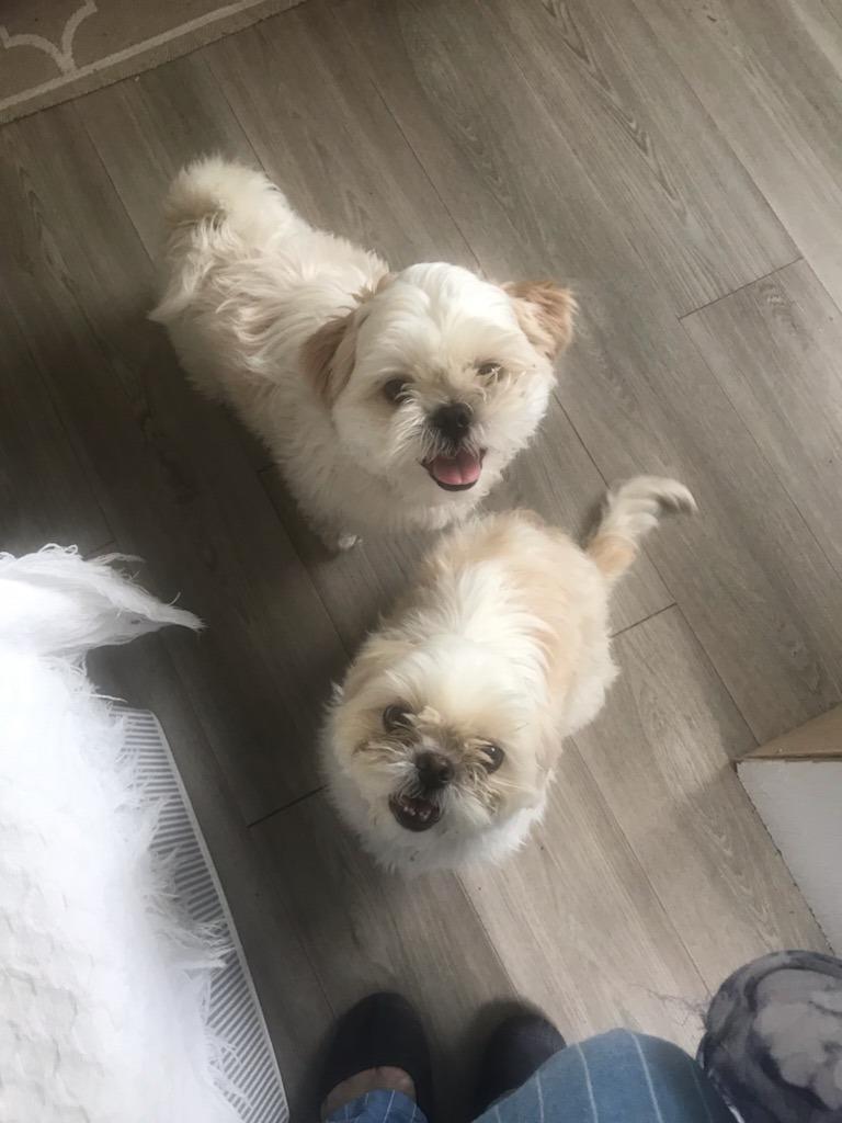 Enlarge Bruce bonded with Jecey, a Adoptable Shih Tzu in Tampa, FL image 1/2