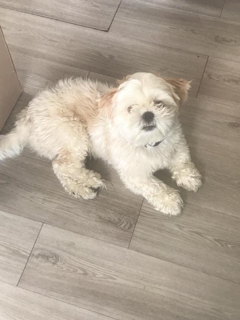 Enlarge Bruce bonded with Jecey, a Adoptable Shih Tzu in Tampa, FL image 2/2