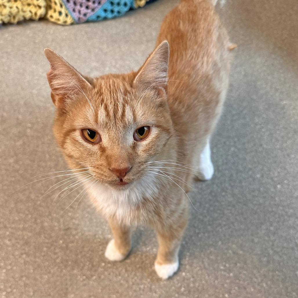 Tango, Adoptable, Young Male Domestic Short Hair.