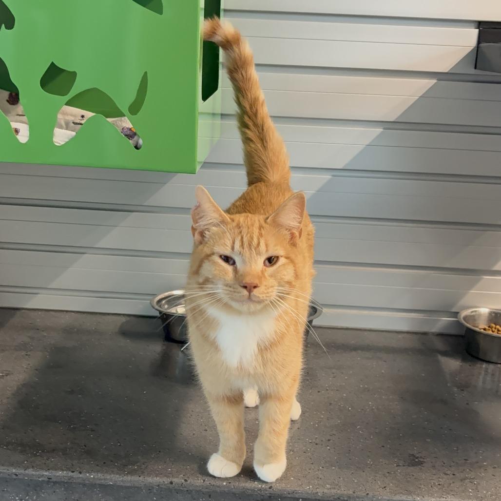 Enlarge Tango, a Adoptable Domestic Short Hair in Hailey, ID image 2/6