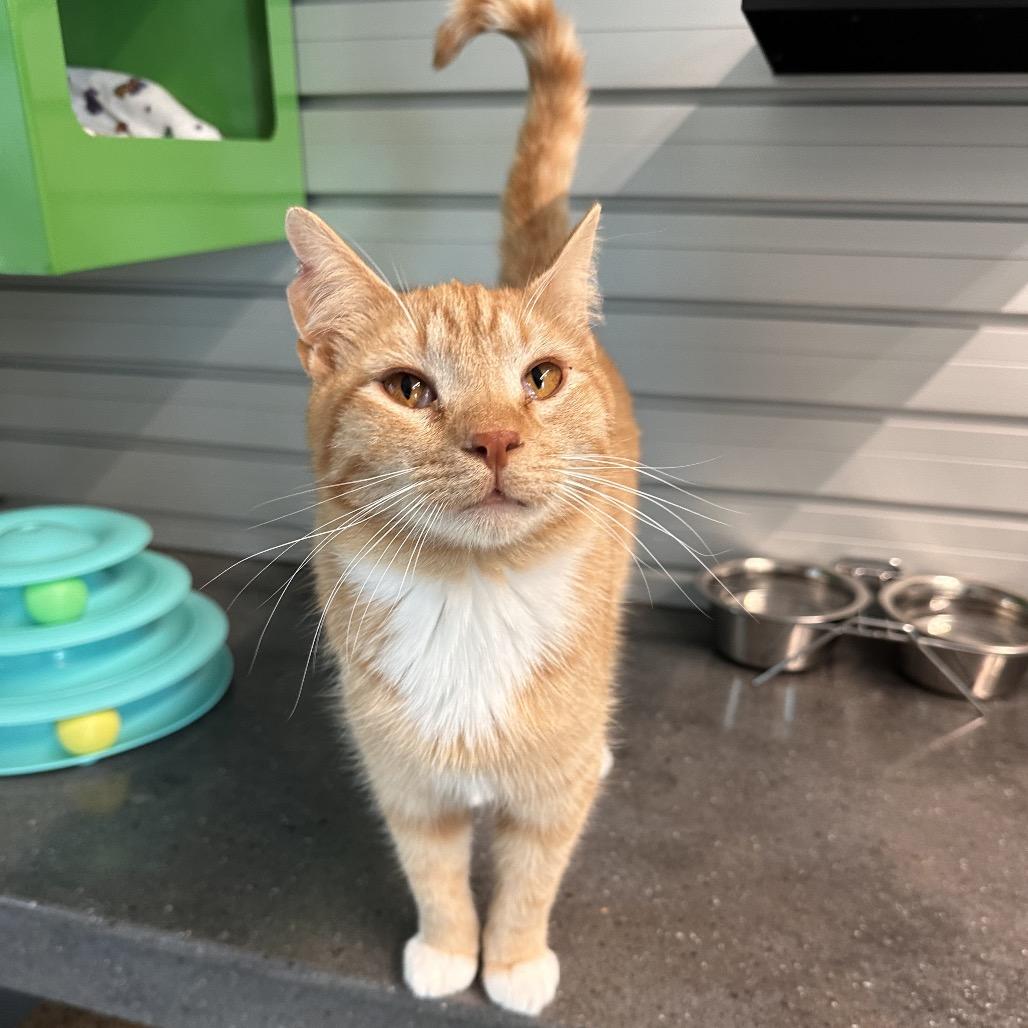 Enlarge Tango, a Adoptable Domestic Short Hair in Hailey, ID image 3/6