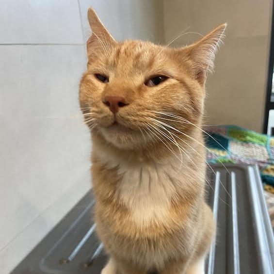 Enlarge Tango, a Adoptable Domestic Short Hair in Hailey, ID image 4/6