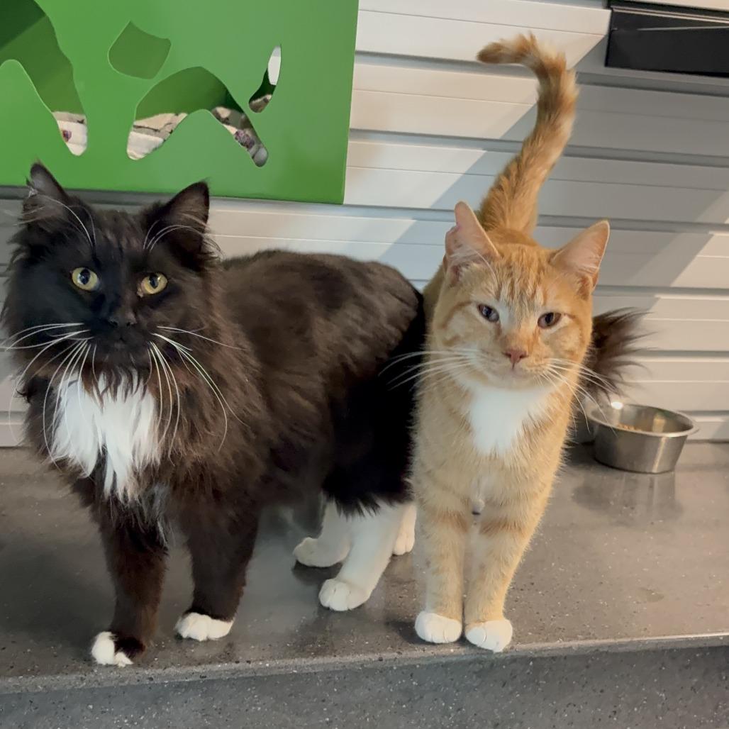 Enlarge Tango, a Adoptable Domestic Short Hair in Hailey, ID image 5/6