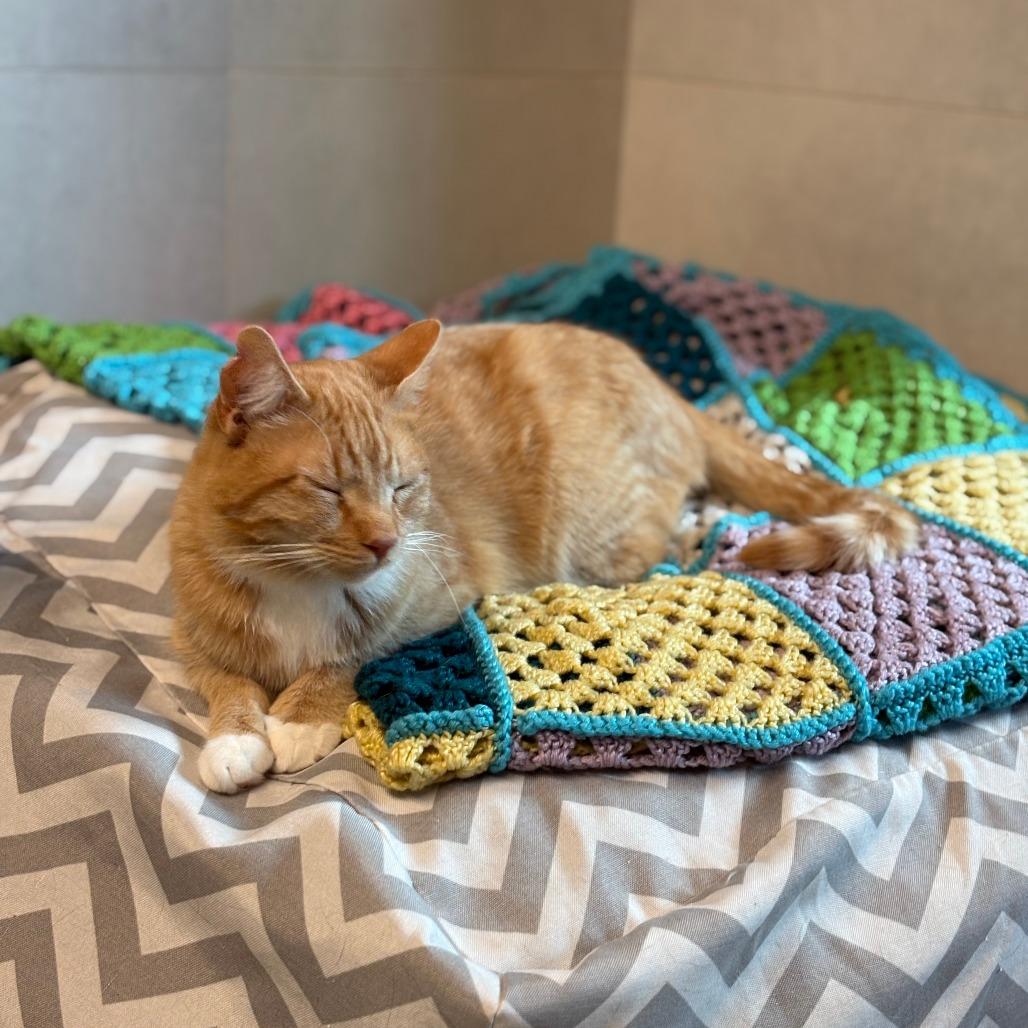 Enlarge Tango, a Adoptable Domestic Short Hair in Hailey, ID image 6/6