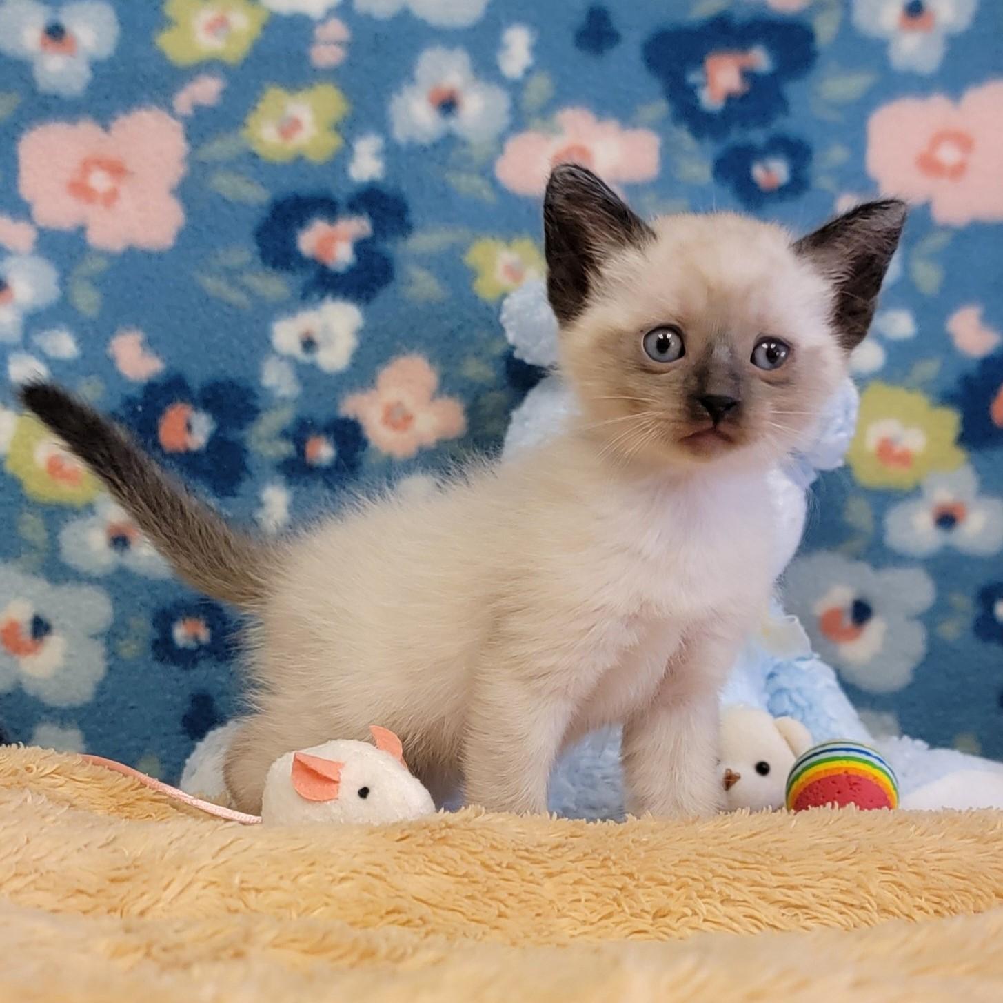 Enlarge Egg Roll, a ADOPTABLE mixed breed in ALPINE, TX image 6/6