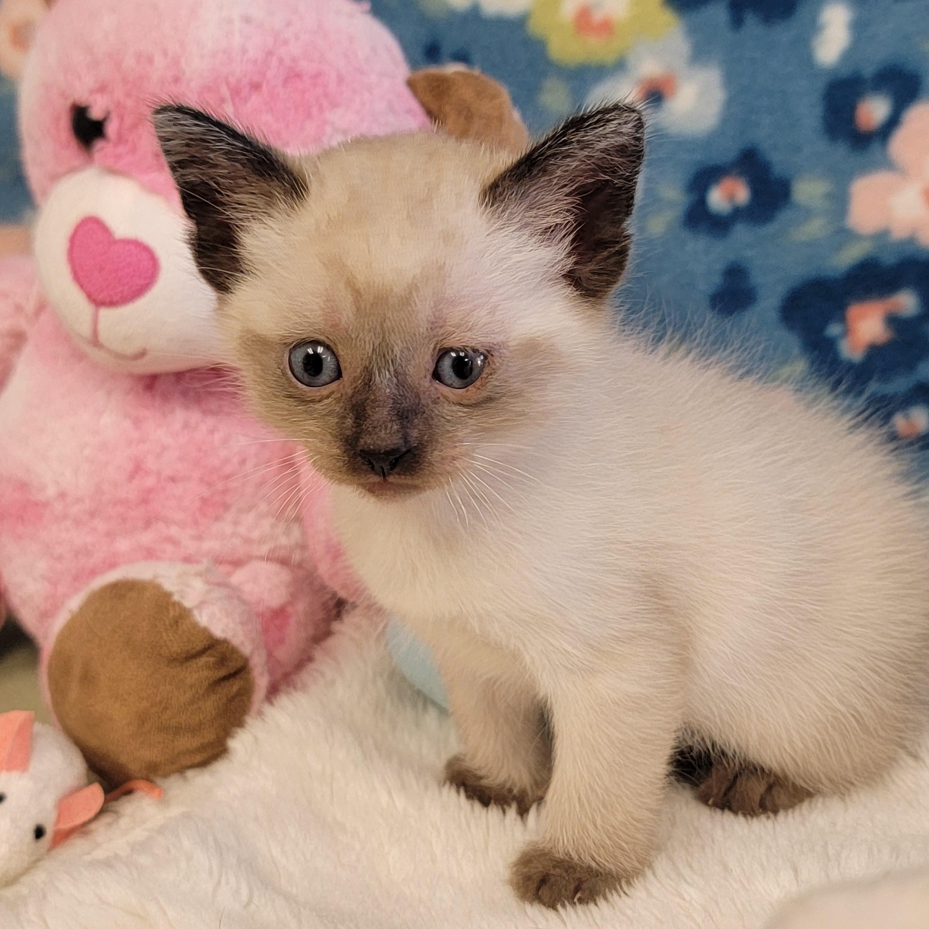 Enlarge Egg Roll, a ADOPTABLE mixed breed in ALPINE, TX image 3/6