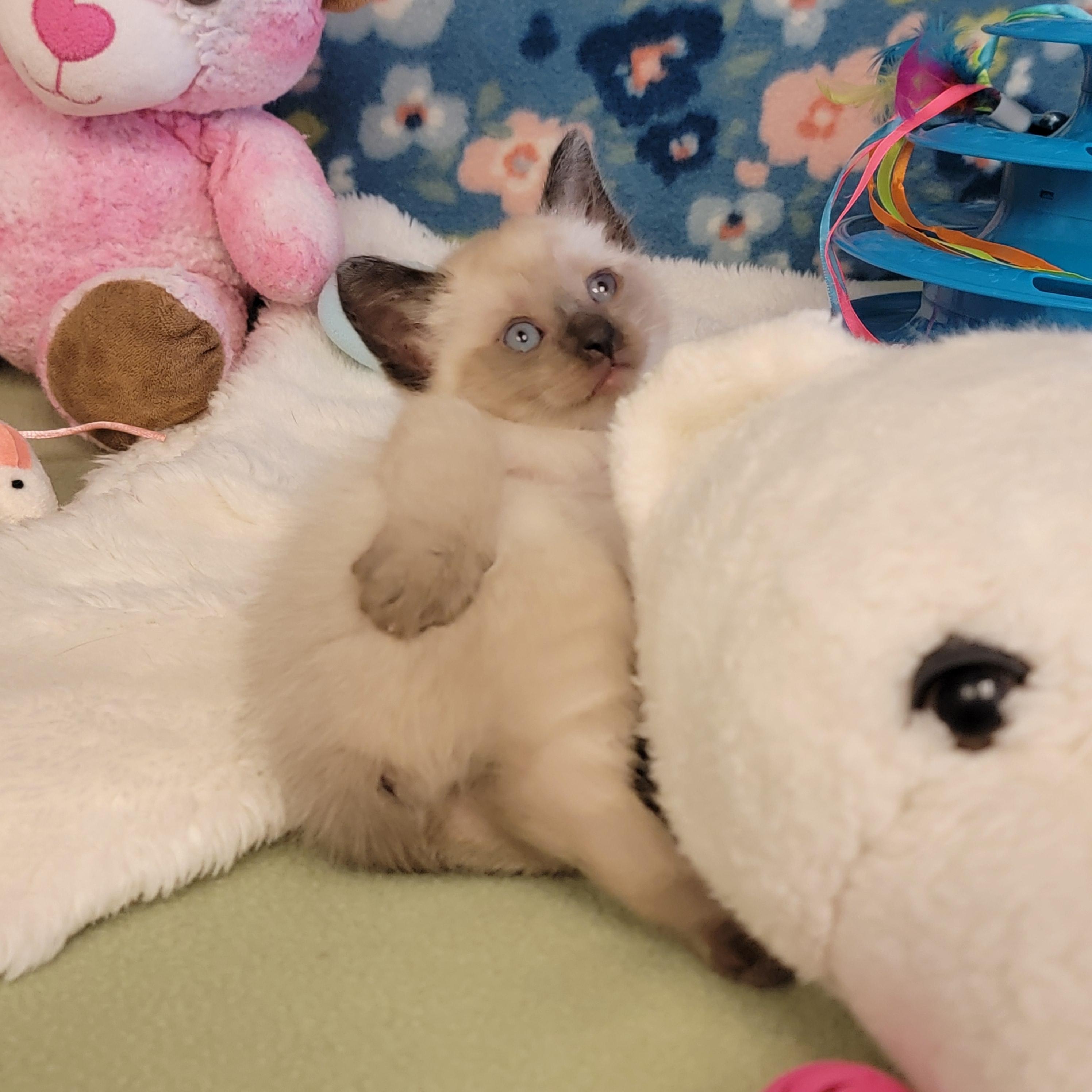 Enlarge Egg Roll, a ADOPTABLE mixed breed in ALPINE, TX image 2/6