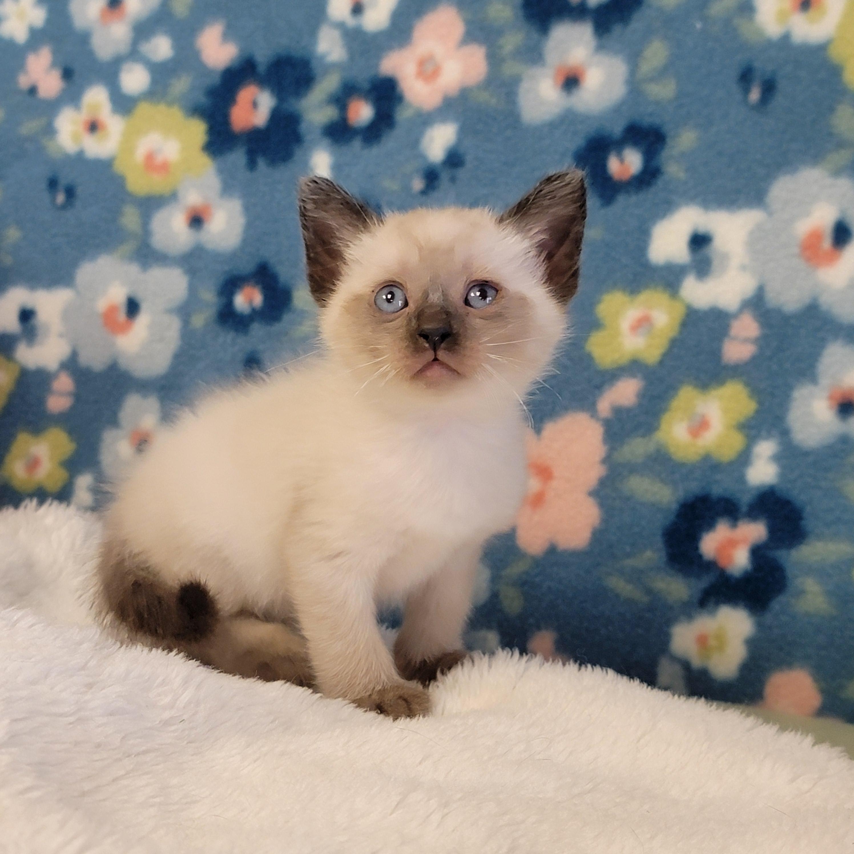 Enlarge Egg Roll, a ADOPTABLE mixed breed in ALPINE, TX image 4/6